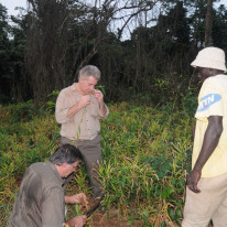 Charles inspects ginger in Ivory Coast