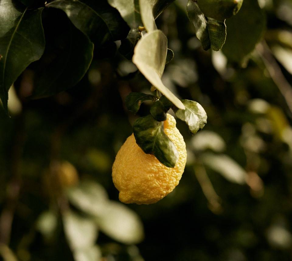 Sicilian Lemons Information and Facts